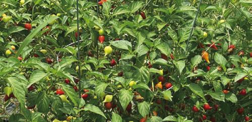 Andy Behlen’s biquinho plants.
