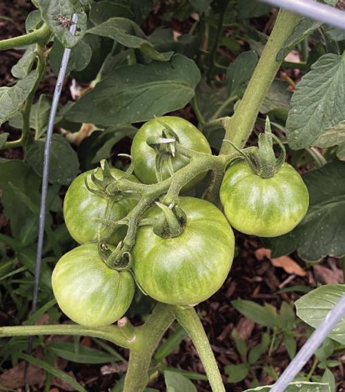 These two photos show the typical difference between heirloom and hybrid tomatoes. Above, my “Better Girl” hybrids are setting clusters of four to six fruits. The “Paul Robeson” heirloom pictured below has only set one fruit so far. While it may have better flavor, it can’t compete in production with hybrids.
