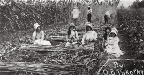 Photograph by O. B. Pokorny, taken on July 9, 1912 of the Frank Pokorny family of Ellinger, along with two relatives, cutting and de-leafing sugar cane for the syrup press. Courtesy of the Fayette Heritage Museum &amp; Archives, La Grange.