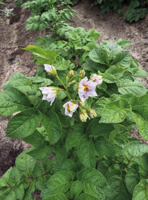 Lots of my potato plants are flowering right now. That’s usually a good sign of tuber growth.
