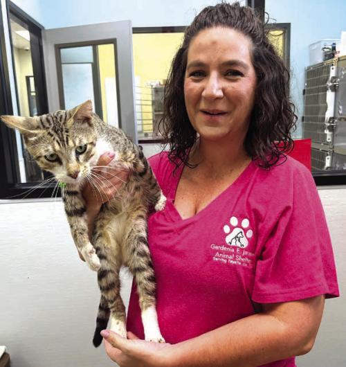 Gardenia Janssen Animal Shelter Director Tiffany Reid holds Puffy, who is happy and healthy and a far cry from how he looked when he arrived at the shelter covered in tar (photo downpage). Photo by Jeff Wick