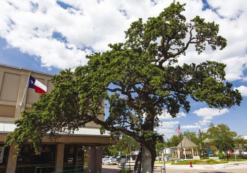 La Grange is well-known for protecting live oak trees (like the historic Muster Oak downtown, above) – so much so that the city has made a point of paving streets around them for decades. A city ordinance over 125 years old requires permission to cut down a live oak in the city.