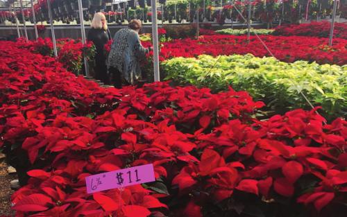 Color of Christmas
