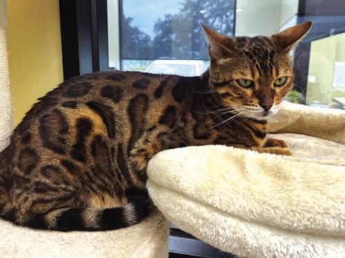 And in Other Animal Shelter News ...
