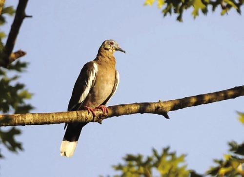 A white-wing dove perched on a branch. Photo courtesy of Texas Parks and Wildlife